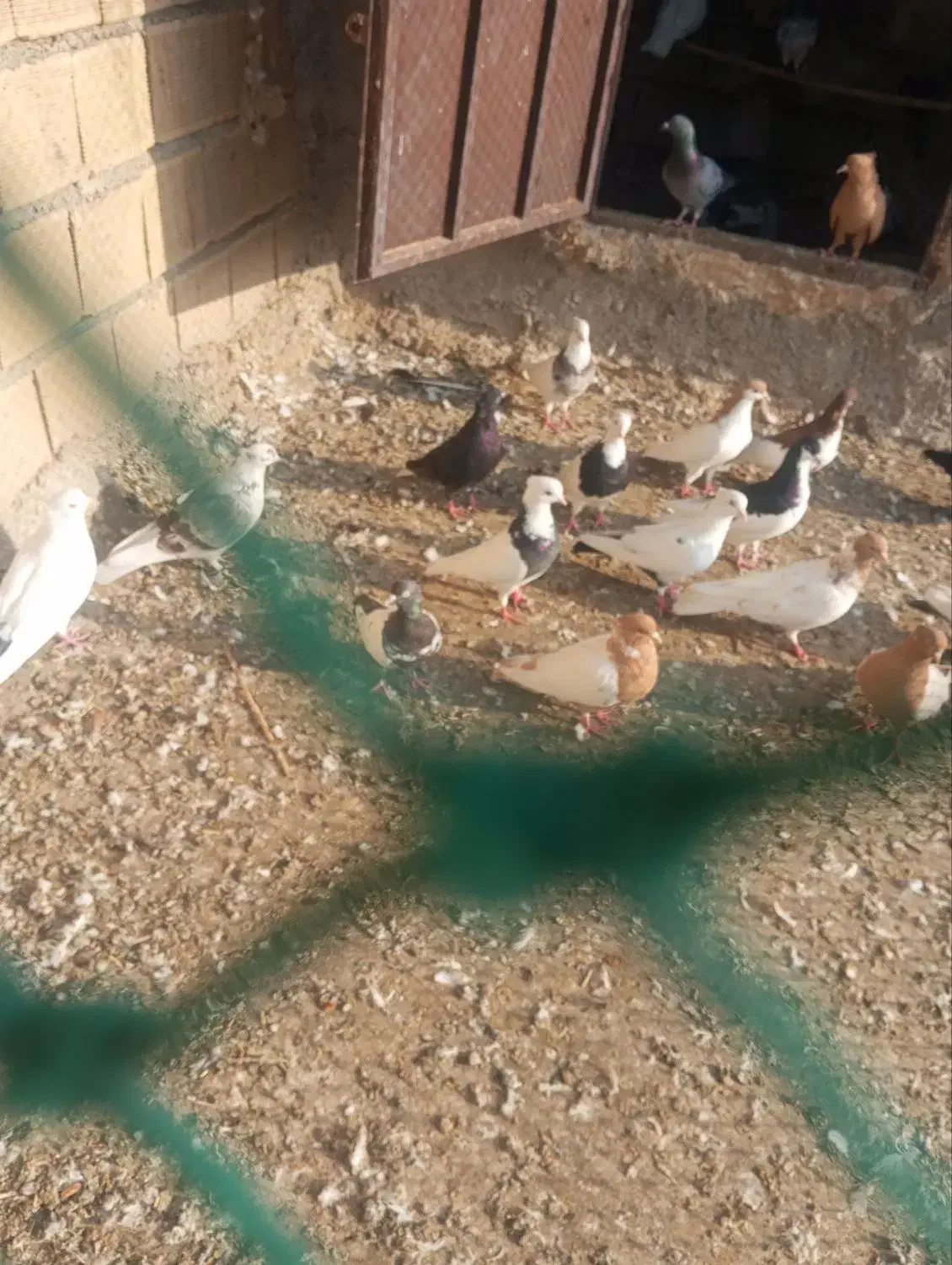 رنگی/هندیجان|پرنده|بندر ماهشهر, |دیوار