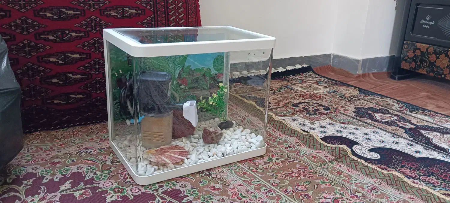 اکواریوم|ماهی|قم, پردیسان|دیوار