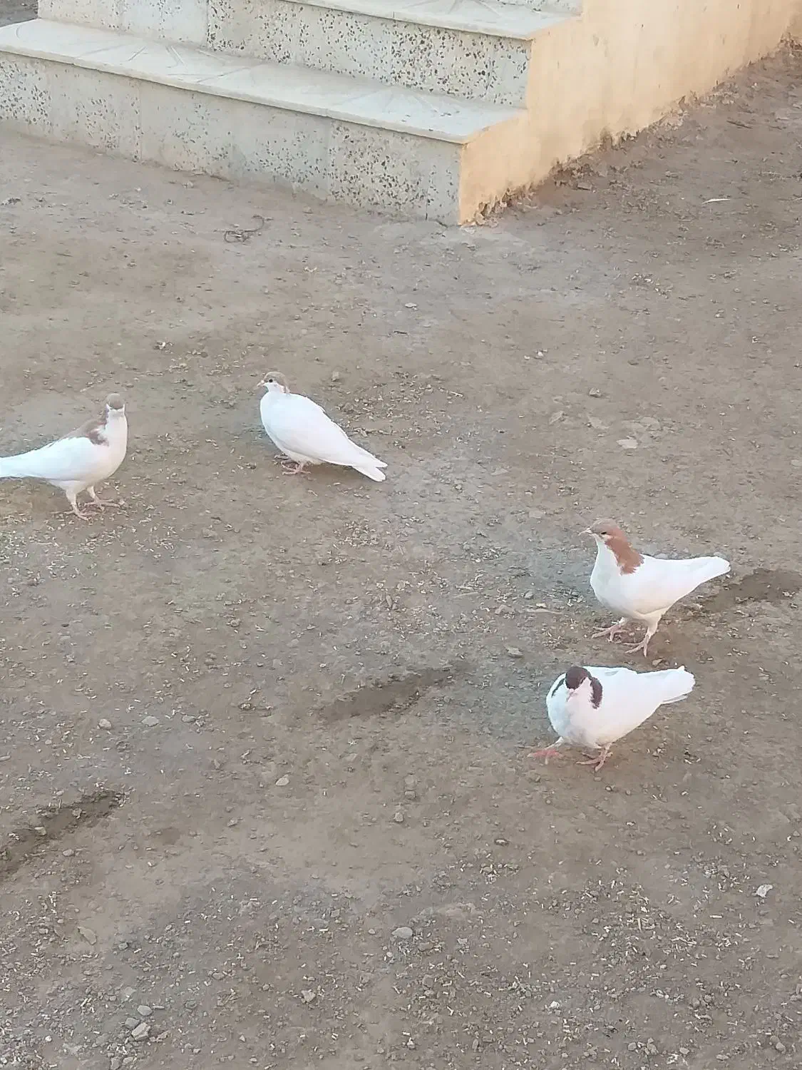 ۴عدد کبوتر رنگی فروشی|پرنده|تاکستان, |دیوار