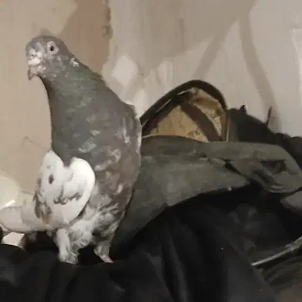 کفتر کله سیاه|پرنده|بروجرد, |دیوار