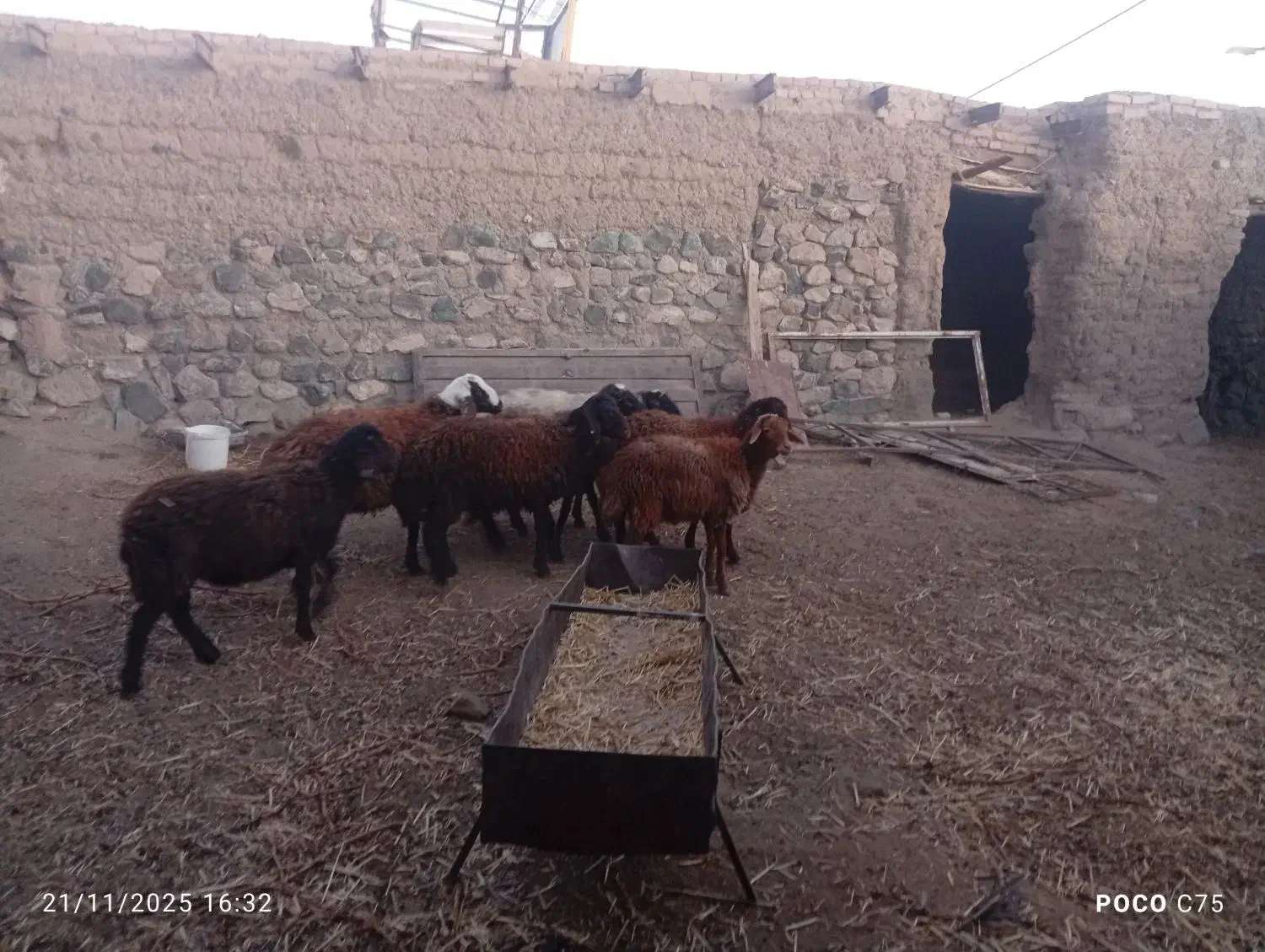 8راس بره‌نر|حیوانات مزرعه|سبزوار, رباط|دیوار