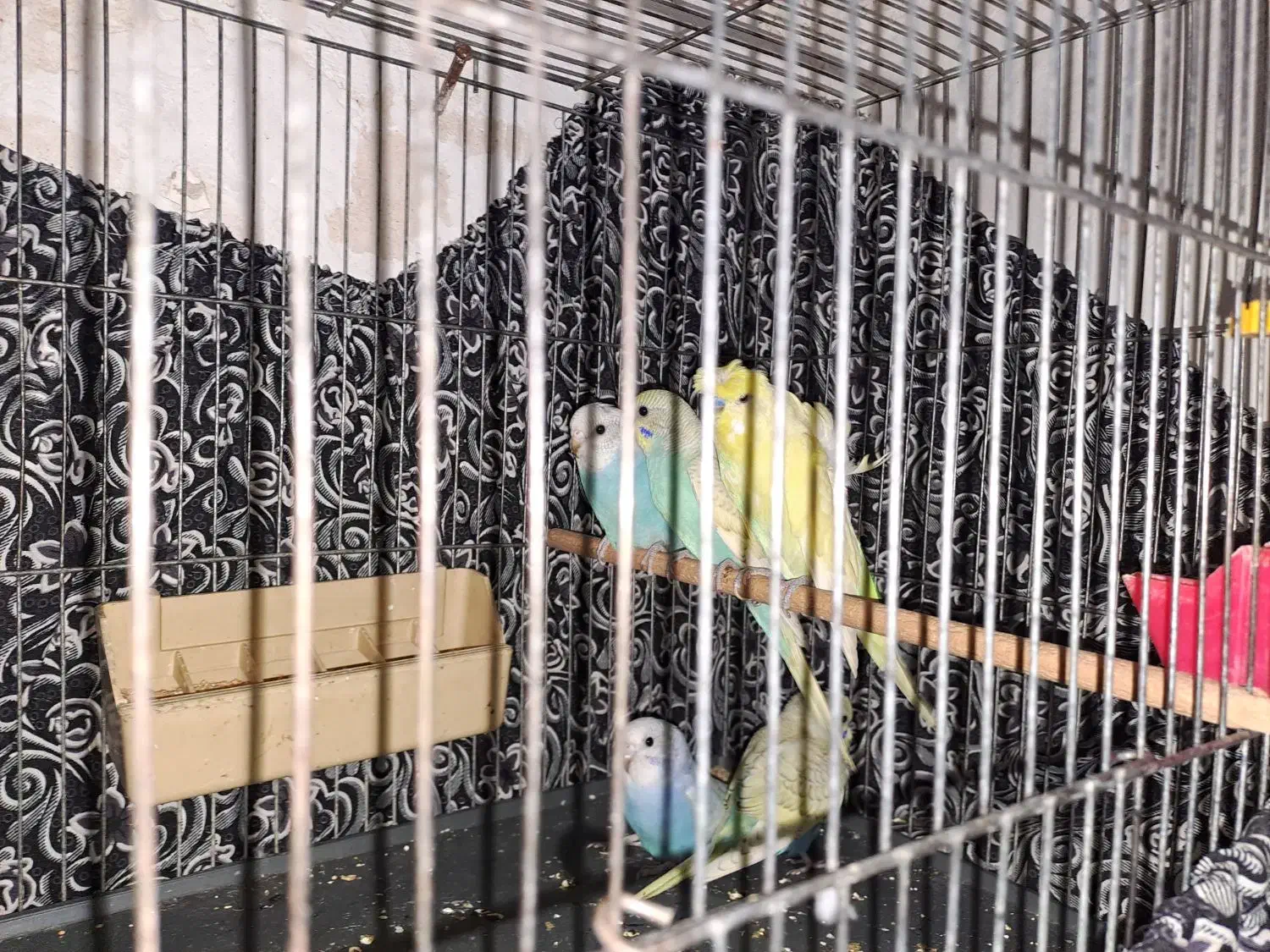 مرغ عشق رنگین کمانی|پرنده|قم, الوندیه و گذر صادق|دیوار