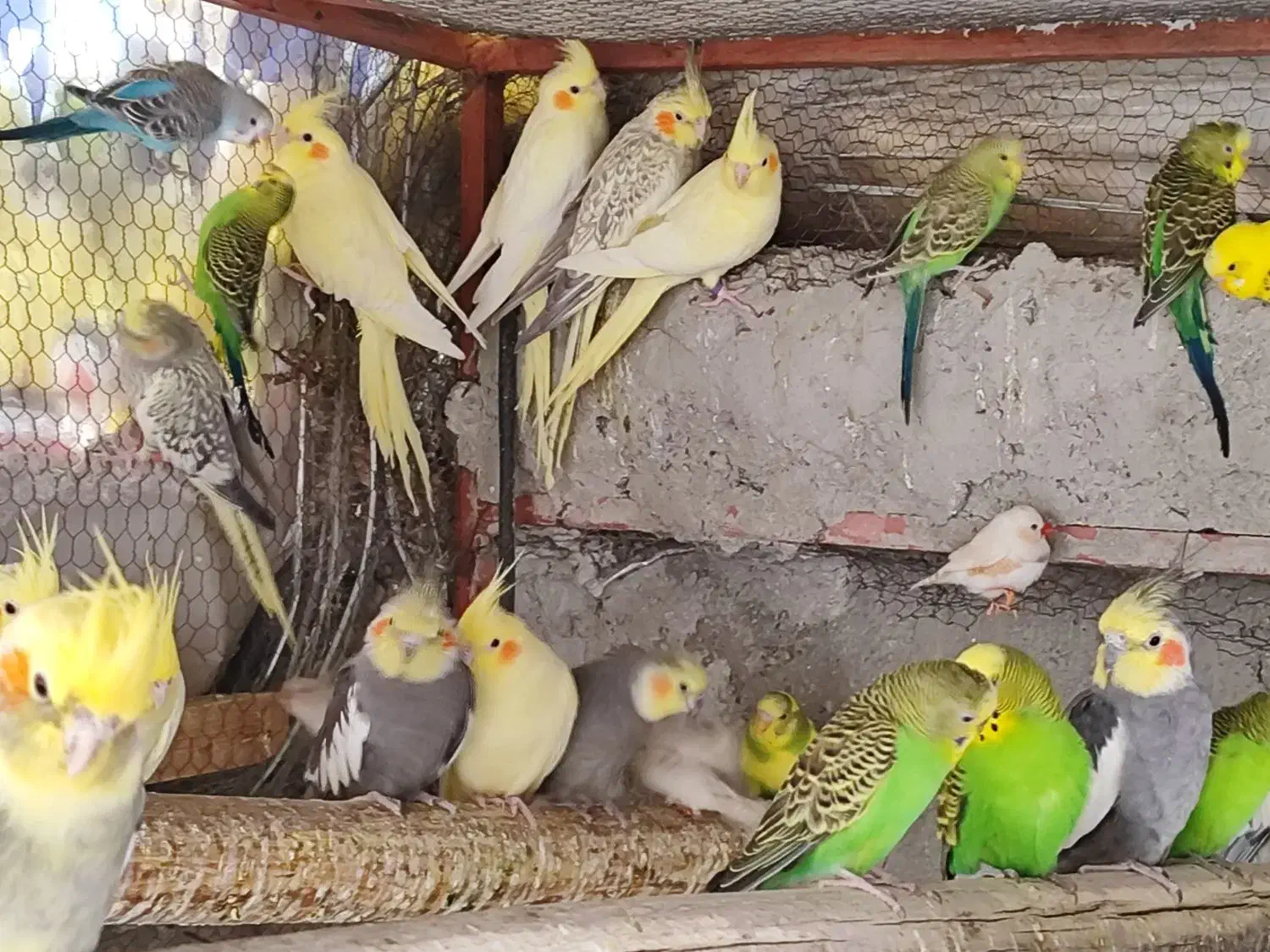 مرغ عشق عروس هلندی و فنچ|پرنده|فیروزکوه, |دیوار