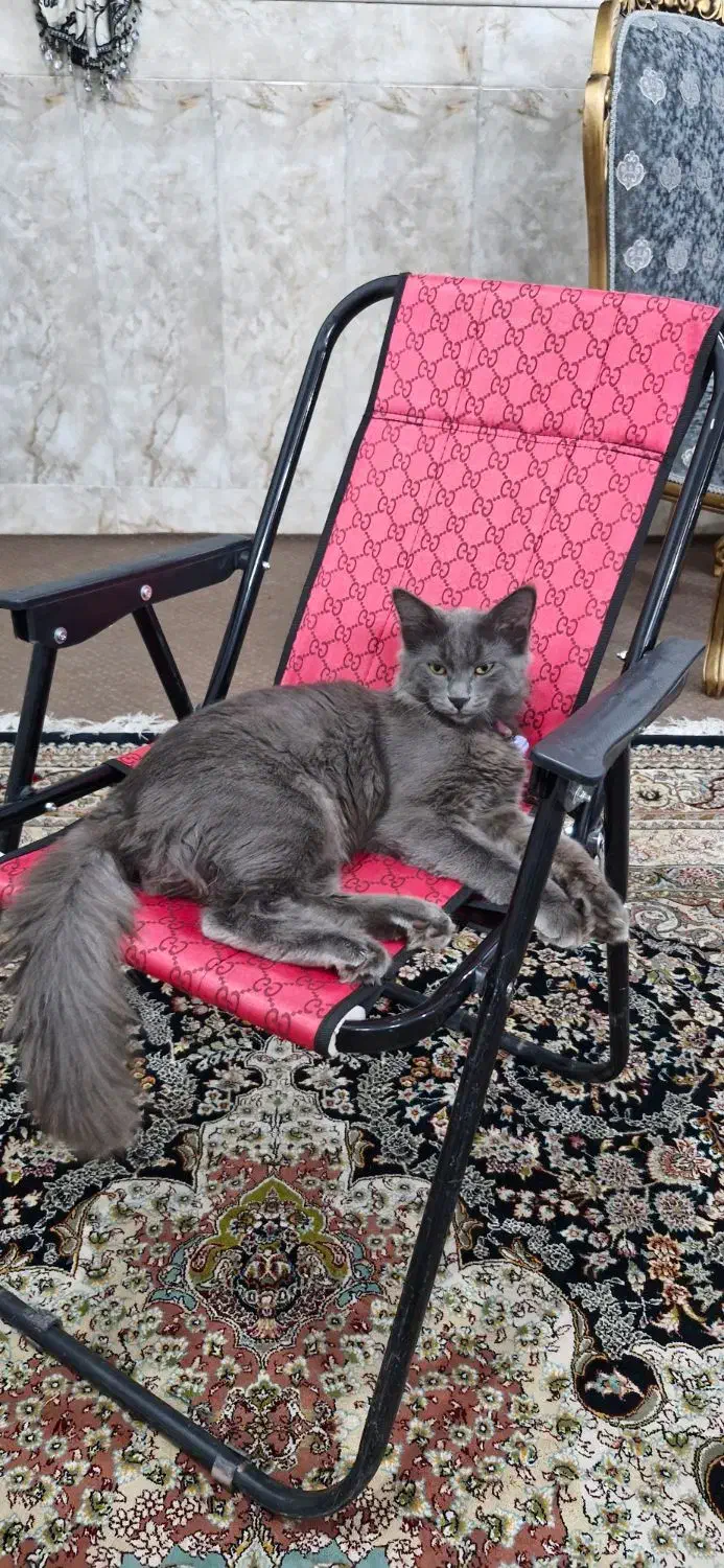 راشن بلو اصیل|گربه|قم, نیروگاه|دیوار