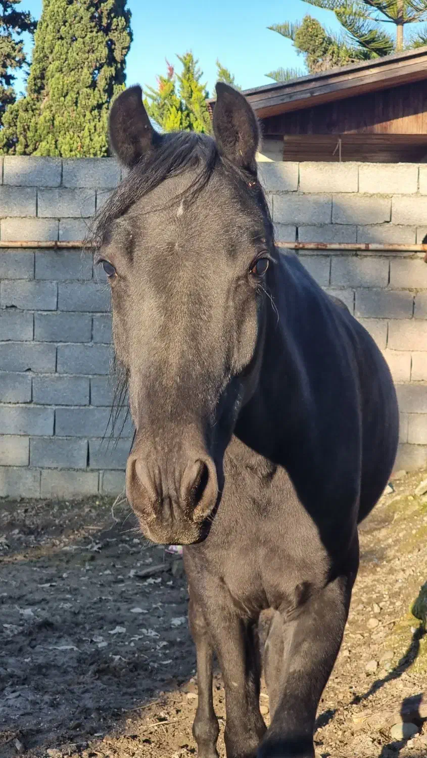 کره اسب سیاه سواری و فضای نگهداری از آن|اسب و تجهیزات اسب‌سواری|رامسر, |دیوار