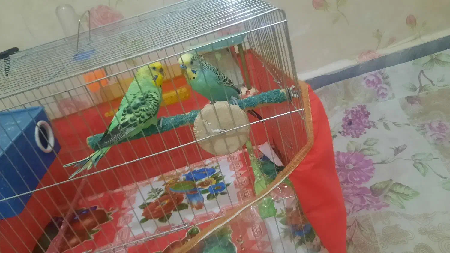 مرغ عشق نیمه اهلی|پرنده|تبریز, |دیوار