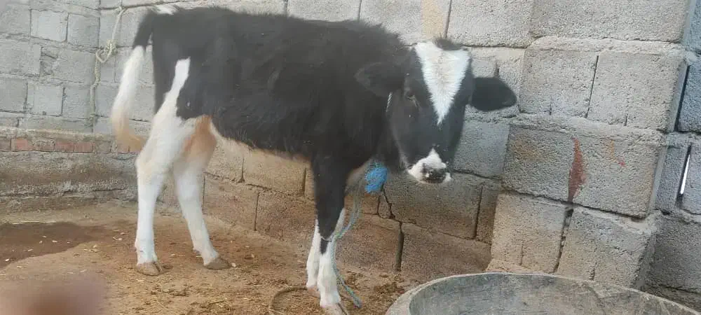 دو راس گوساله ماده نژاد دار|حیوانات مزرعه|جیرفت, |دیوار