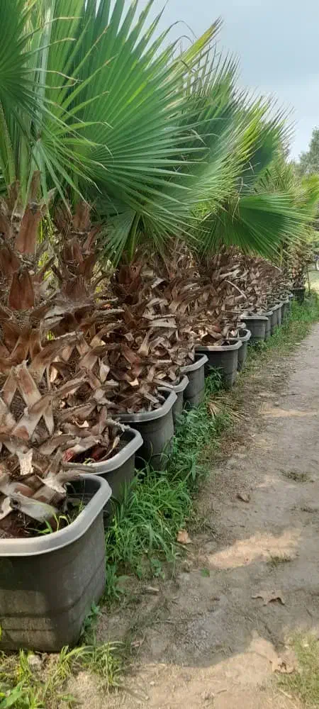 فروش درختچه پالم،یاس هلندی،سیکاس و..|خدمات باغبانی و درختکاری|تهران, شهرک غرب|دیوار
