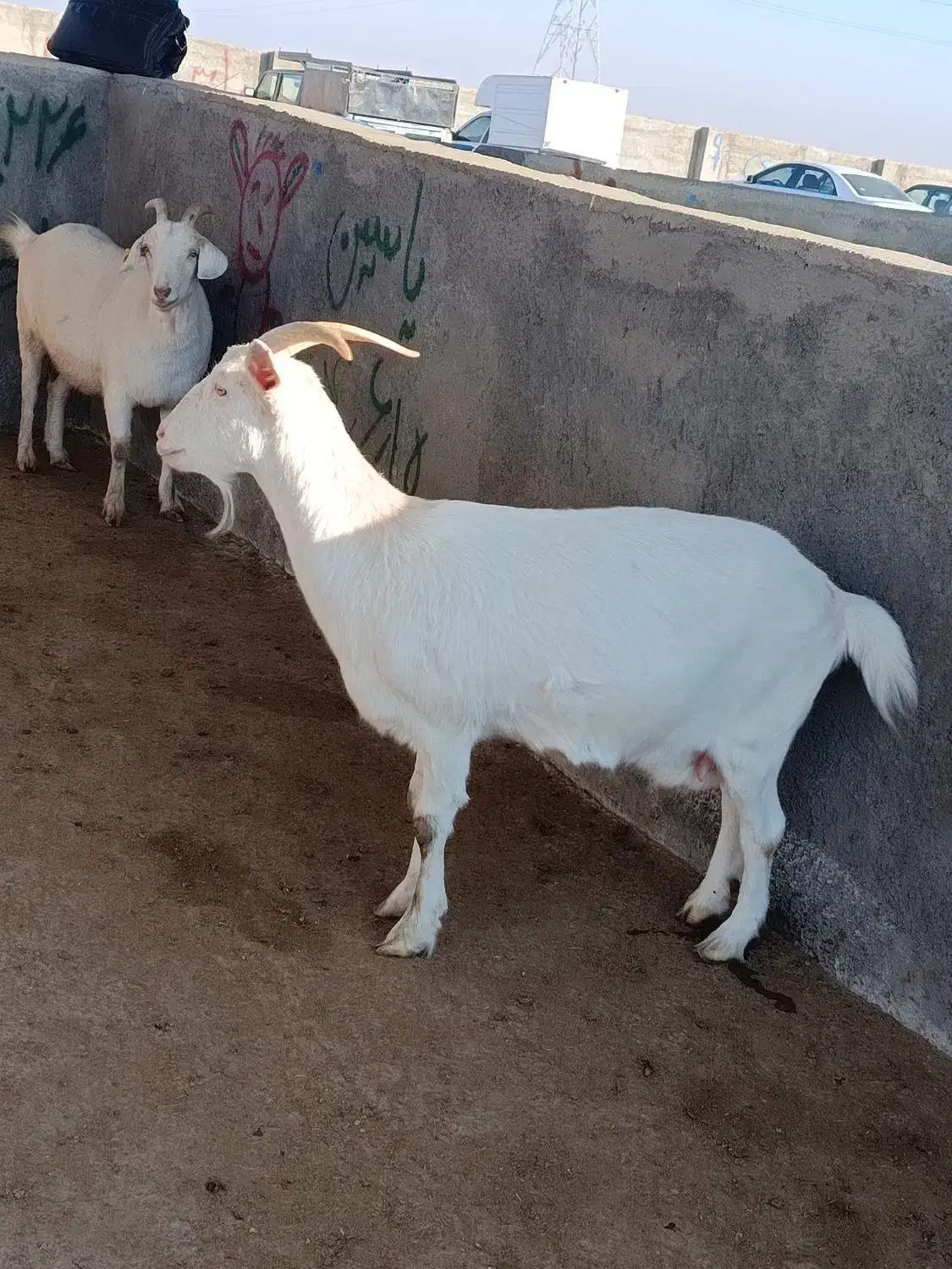 بزسانن|حیوانات مزرعه|تربت جام, کاریز نو سفلی|دیوار