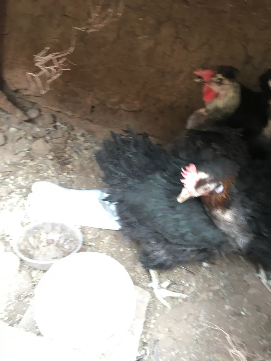 مرغ سیاه تخم گذار|حیوانات مزرعه|رفسنجان, |دیوار