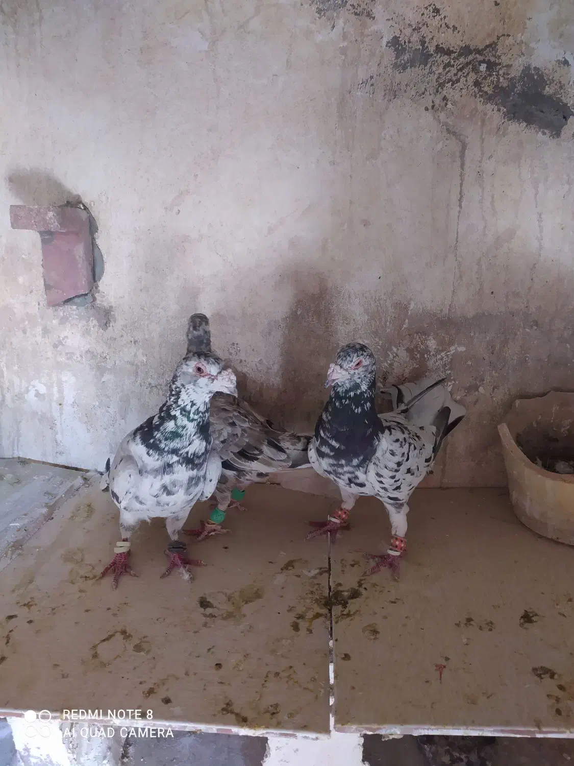 کبوتر سار سرور|پرنده|چناران, |دیوار