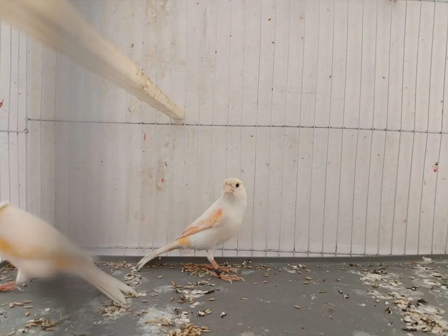 یک جفت قناری موزاییکی|پرنده|فردیس, فردیس|دیوار