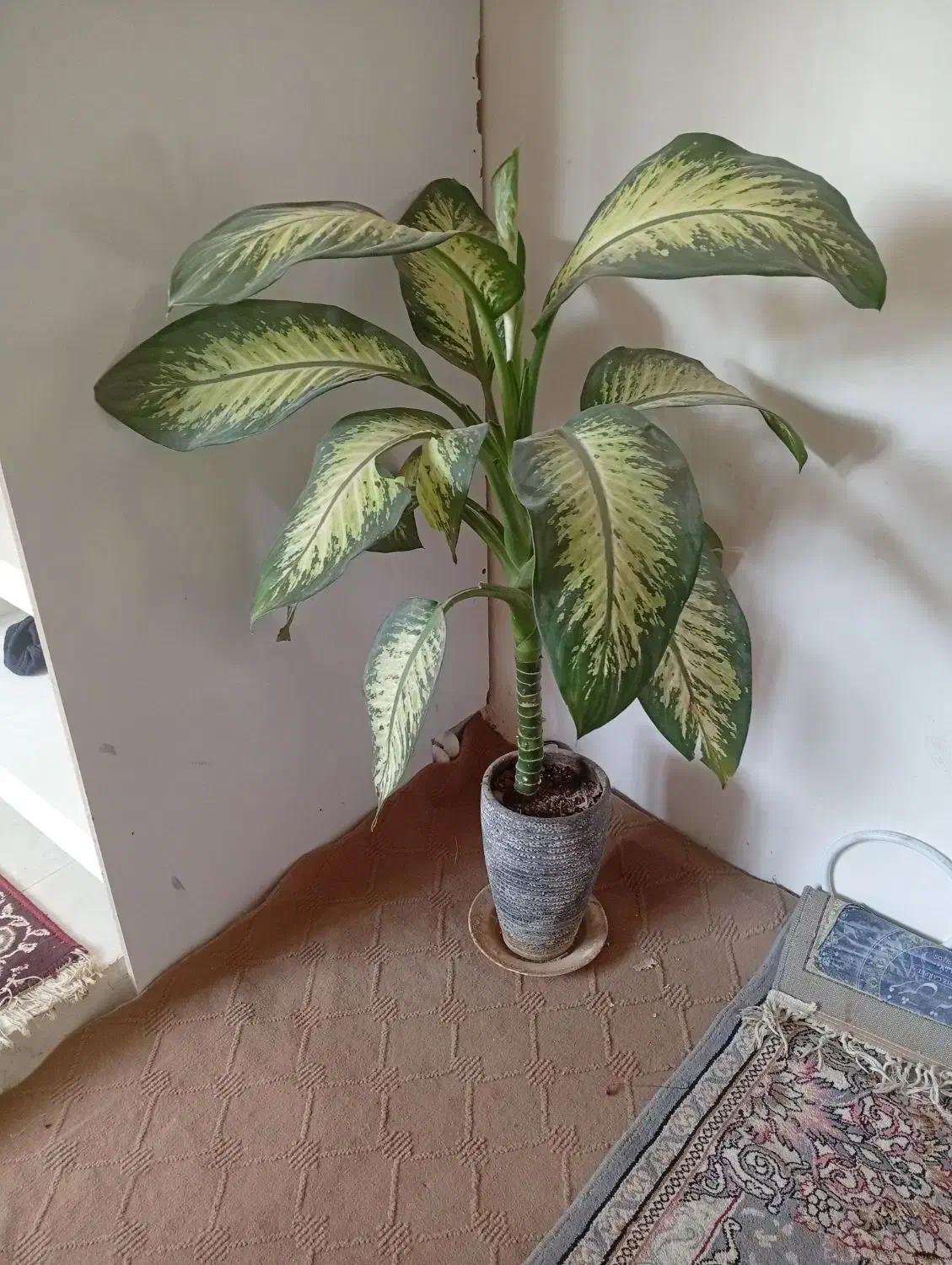 گل دیفن باخیا|گل و گیاه طبیعی|کلات (خراسان), |دیوار