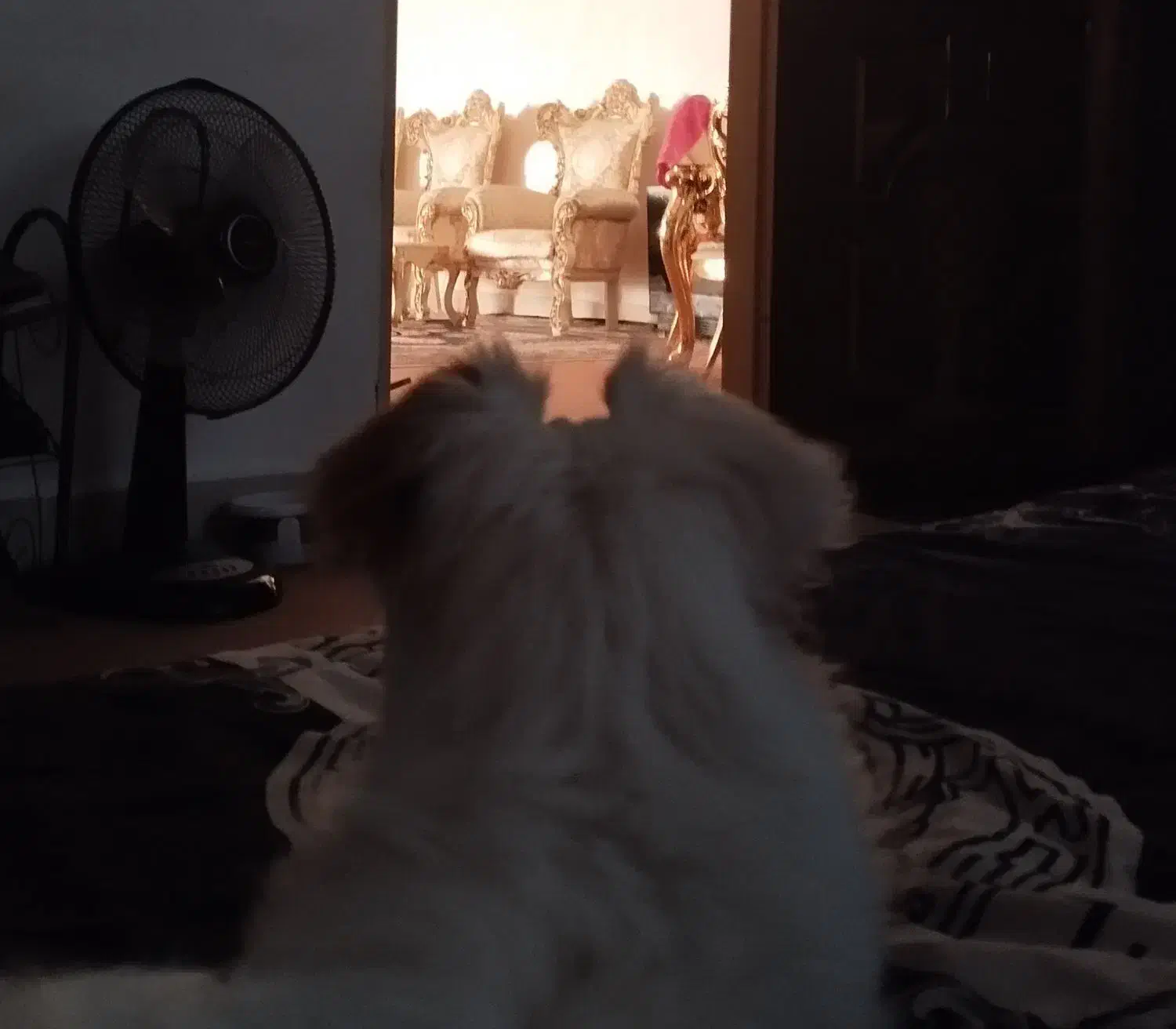 سگ پامر روباهی یک ساله|سگ|دزفول, |دیوار