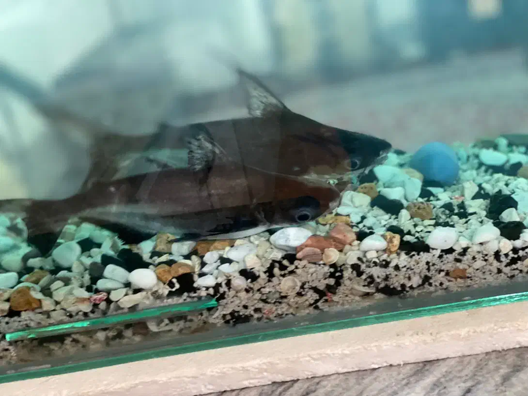 ماهی|ماهی|تربت جام, یحیی آباد|دیوار