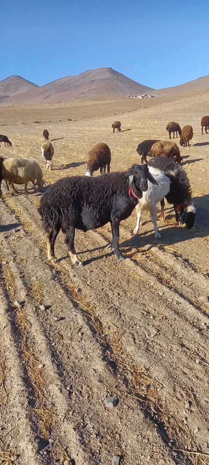 بر قوچ برا گله|حیوانات مزرعه|ملایر, |دیوار