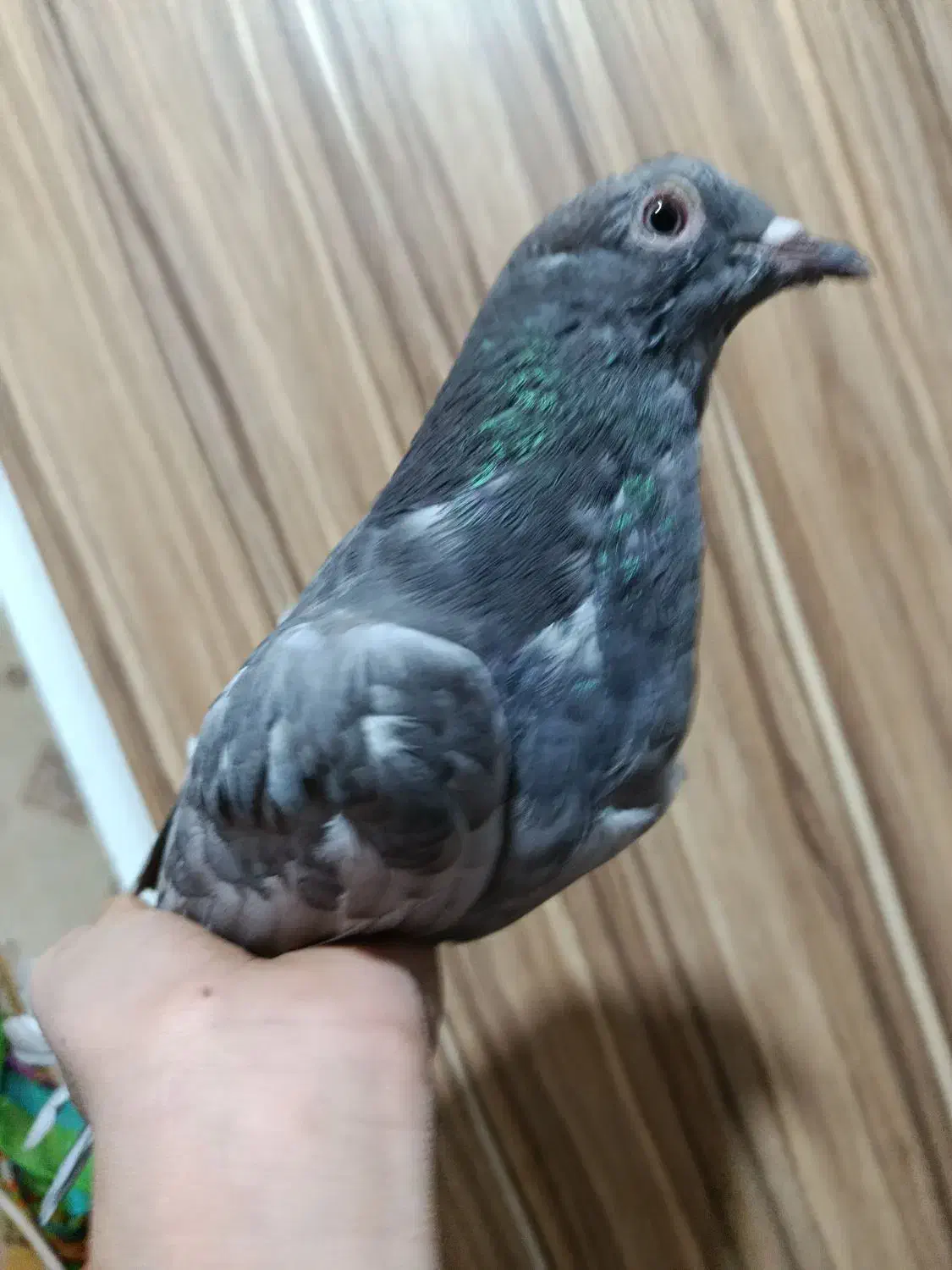 گمشده دوتا عکس نمایشی|پرنده|قم, شهرک فاطمیه|دیوار