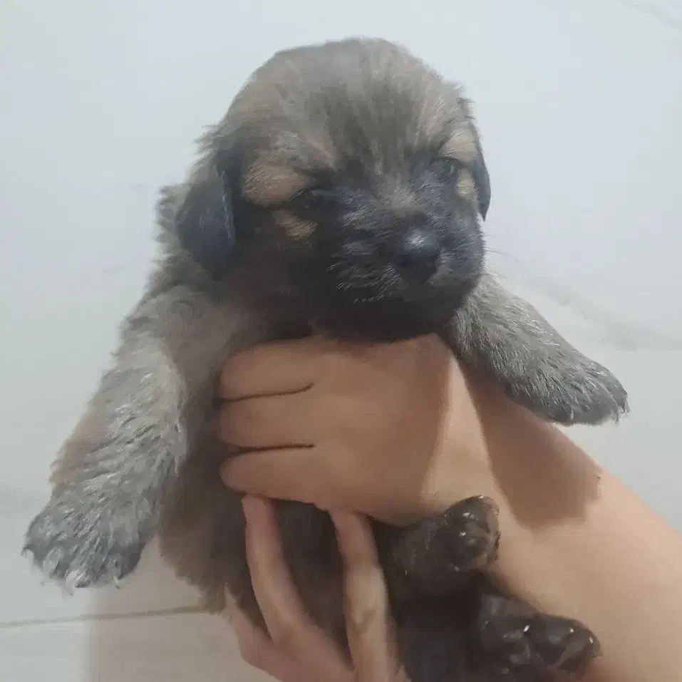 توله اشپیتز کراس|سگ|چهاردانگه (تهران), |دیوار