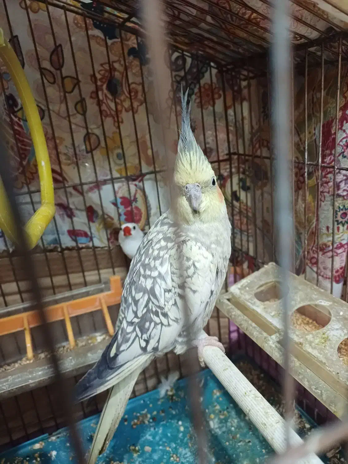 عروس هلندی ماده مست|پرنده|تهران, سبلان (لشگر)|دیوار