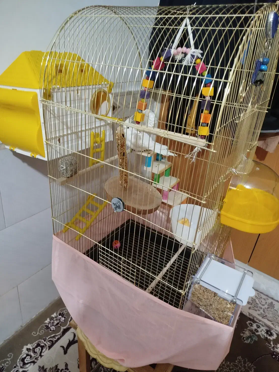 عروس هلندی آلوبینو|پرنده|اقبالیه, |دیوار