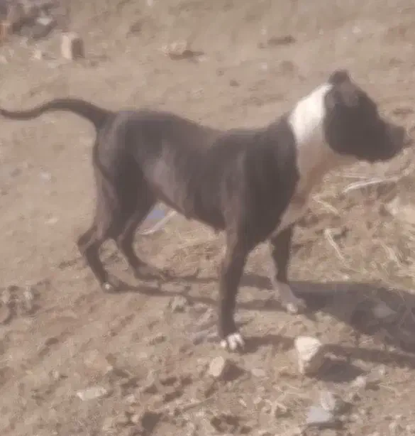 سگ پیتبول|سگ|قزوین, |دیوار