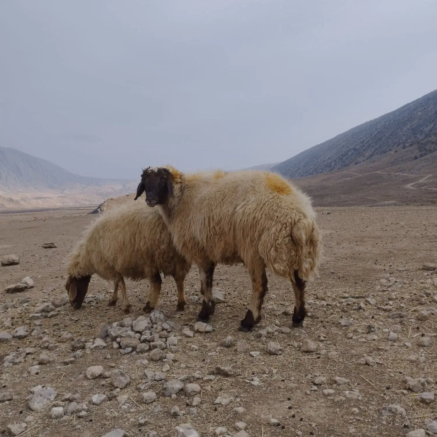 قوچ دو ساله|حیوانات مزرعه|سیروان, |دیوار