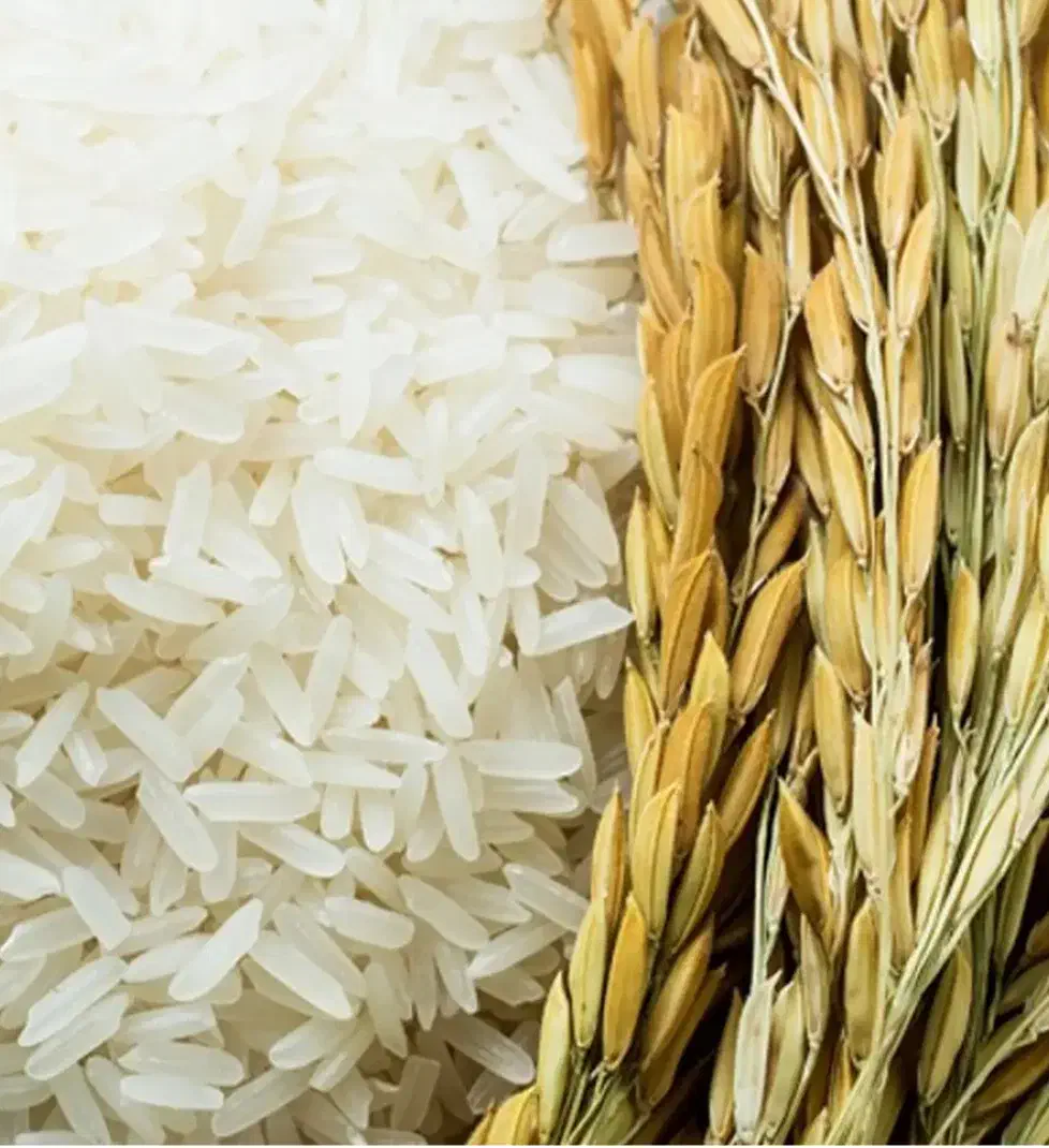 برنج شمال|خوردنی و آشامیدنی|جم, |دیوار
