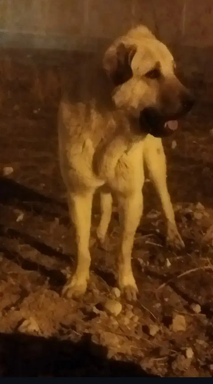 سگ گمشده|سگ|اردبیل, |دیوار