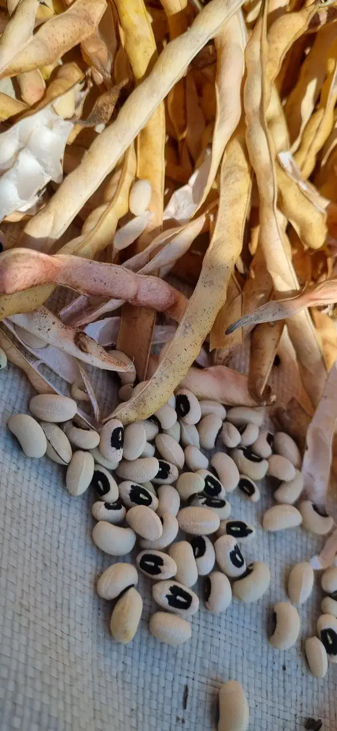 لوبیا چشم بلبلی|خوردنی و آشامیدنی|حمیدیه, |دیوار