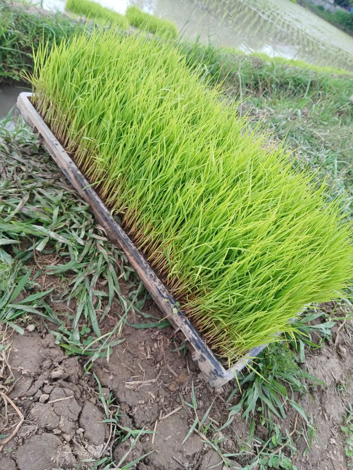 توم نشا|خدمات باغبانی و درختکاری|فومن, |دیوار