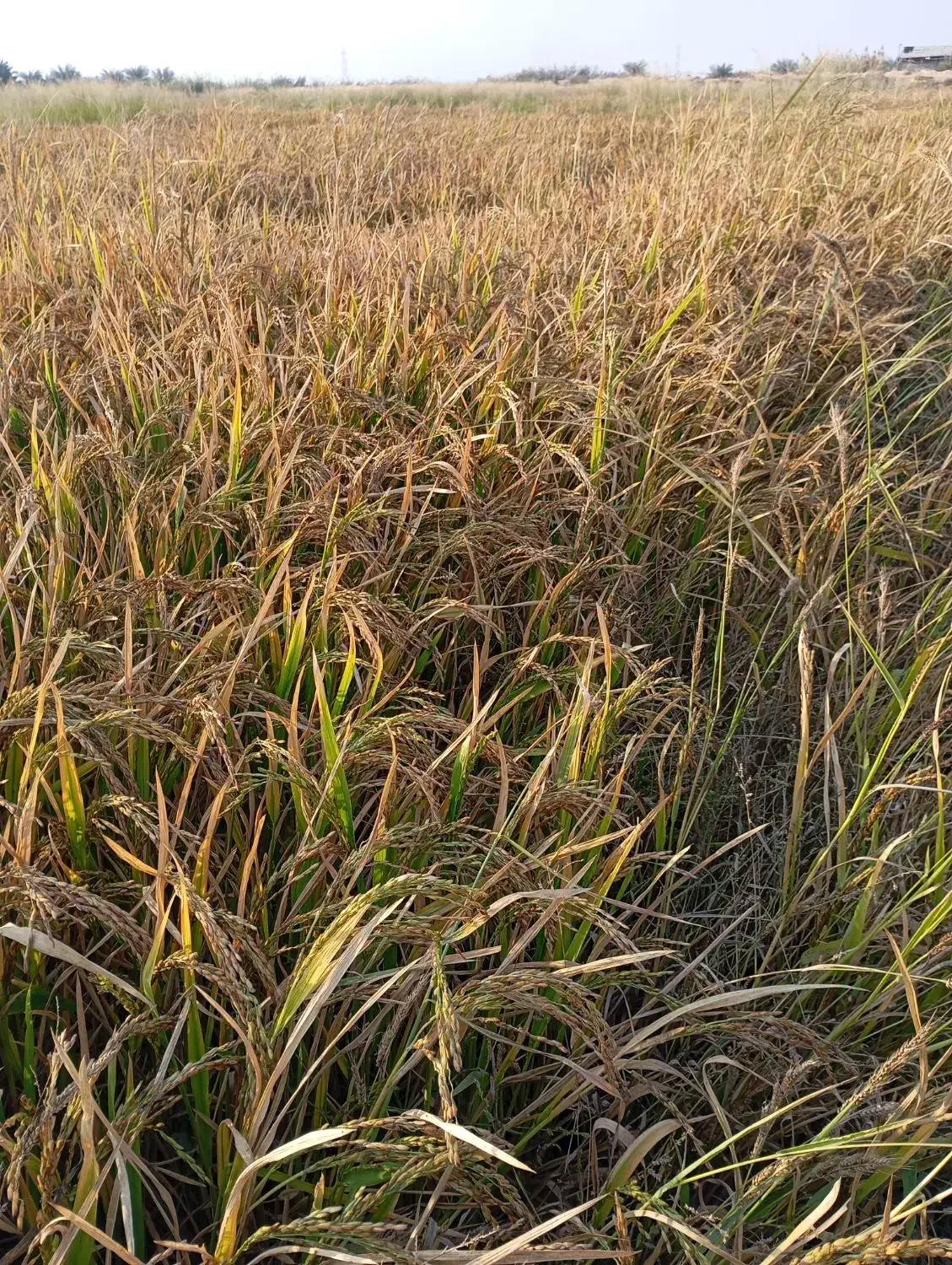 چلتوک|خوردنی و آشامیدنی|شوشتر, |دیوار