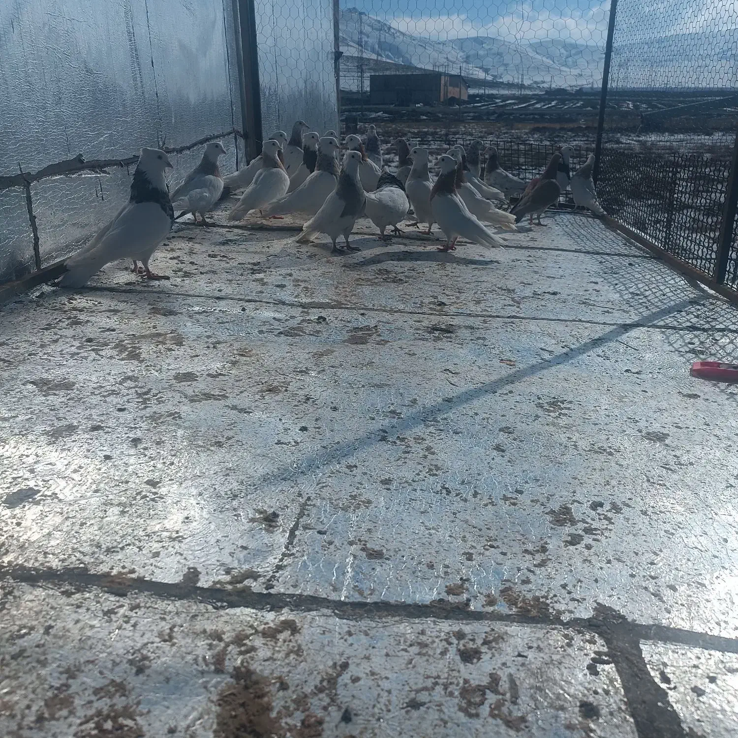 طوقی کاکلی|پرنده|بهار, |دیوار