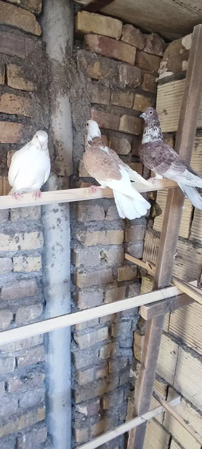 همه پرشی|پرنده|اردکان, |دیوار