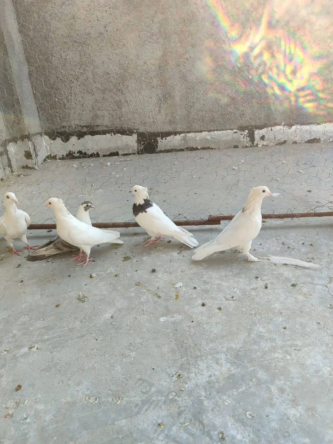 کبوتر|پرنده|شیراز, شهرک گلها|دیوار