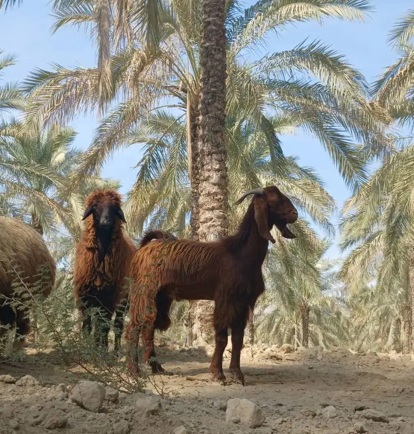 کهره نر|حیوانات مزرعه|آبپخش, |دیوار