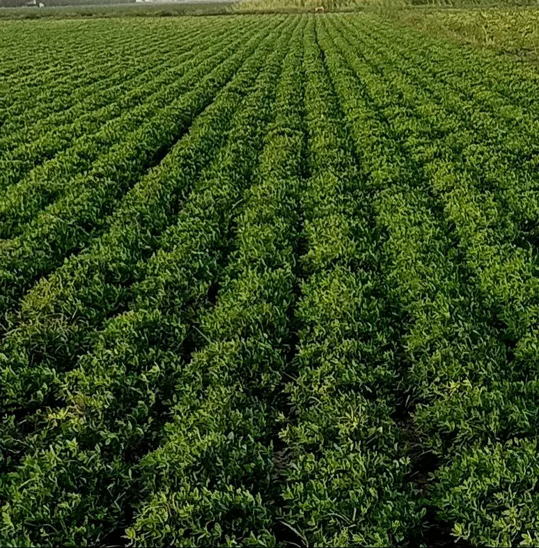 اجاره ۳ هکتار زمین کشاورزی|اجارهٔ دفتر صنعتی، کشاورزی، تجاری|پارس‌آباد, |دیوار