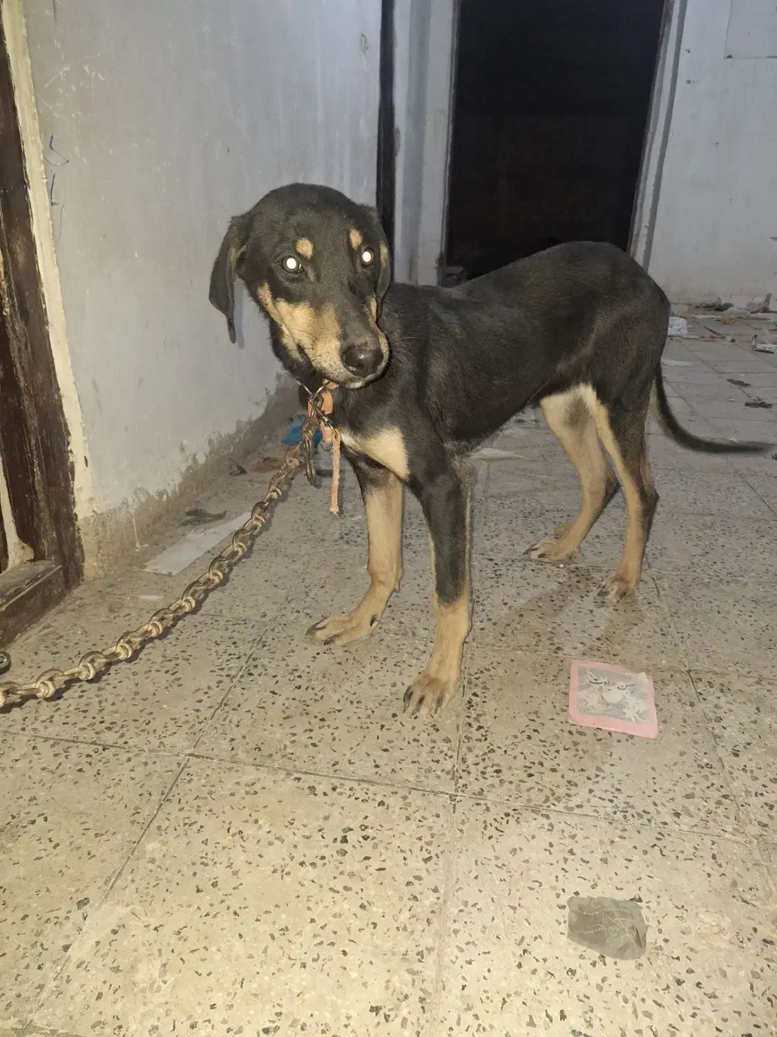 سگ دو رگ ماده|سگ|بجنورد, |دیوار