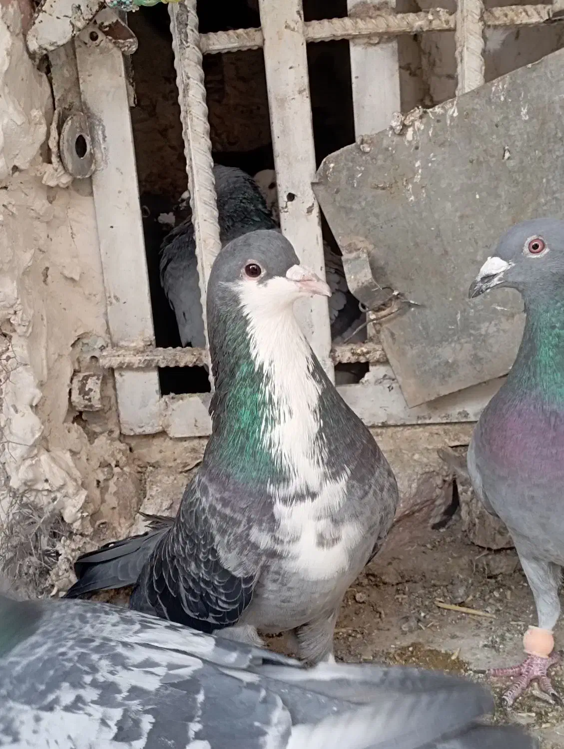 ریش|پرنده|خاش, |دیوار