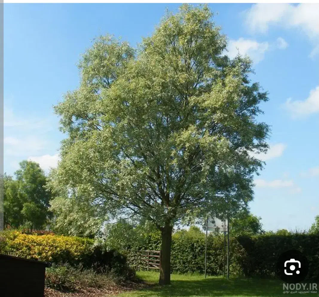 نهال بید یا(پده)|فعالیت داوطلبانه|زابل, |دیوار