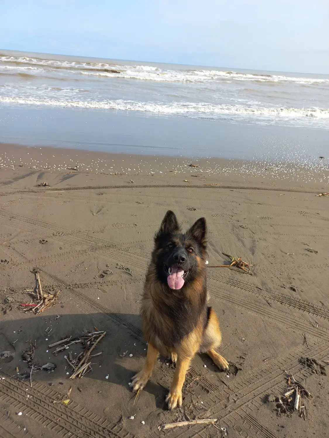 سگ ژرمن شولاین اصیل|سگ|آستانه اشرفیه, |دیوار