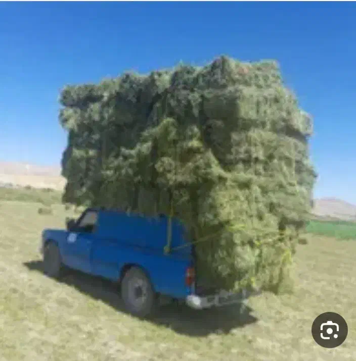 بنچه یونجه|عمده‌فروشی|شیروان (خراسان), |دیوار