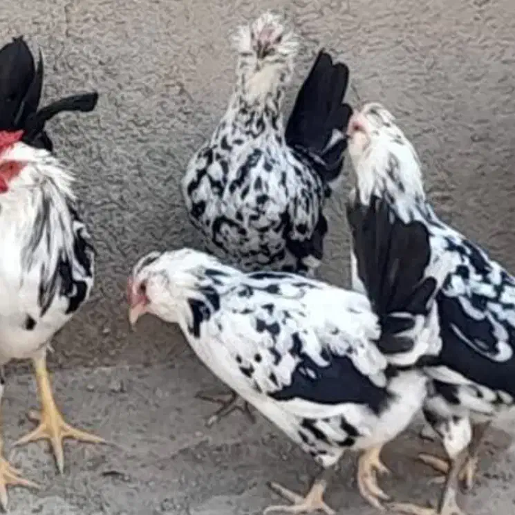 مرغ گلین|حیوانات مزرعه|قم, هنرستان|دیوار