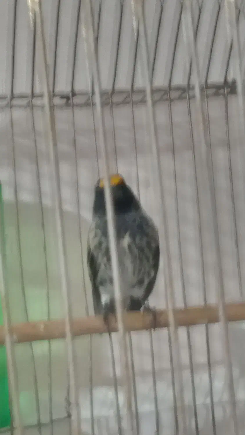 گلبسر و سهره|پرنده|تهران, جنتآباد مرکزی|دیوار