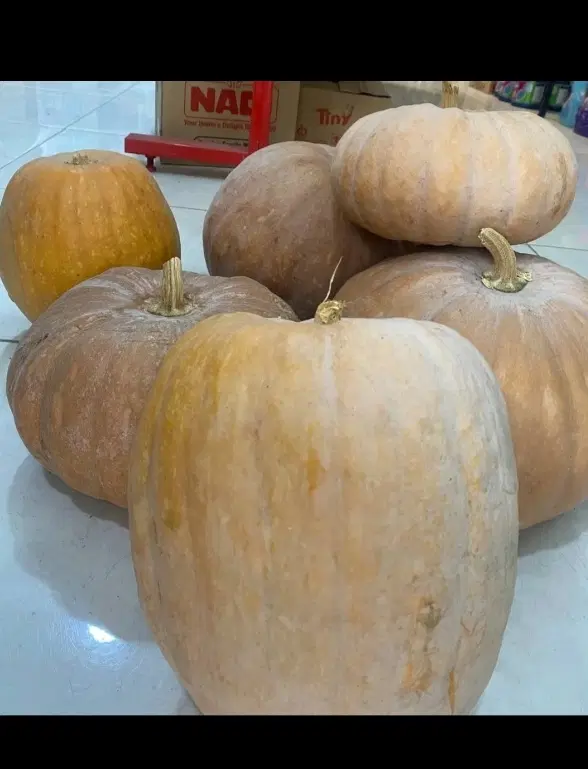 کدو|خوردنی و آشامیدنی|بندر گز, |دیوار