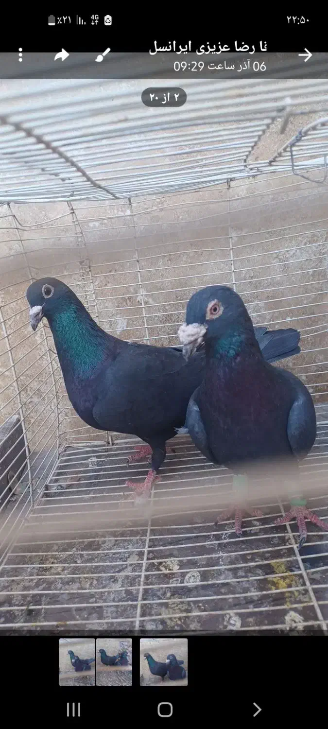 زاغ آلمانی نر هوایی قور قوری|پرنده|تربتحیدریه, مظفریه|دیوار