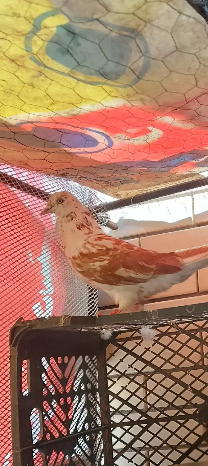 کفتر|پرنده|سیرجان, |دیوار