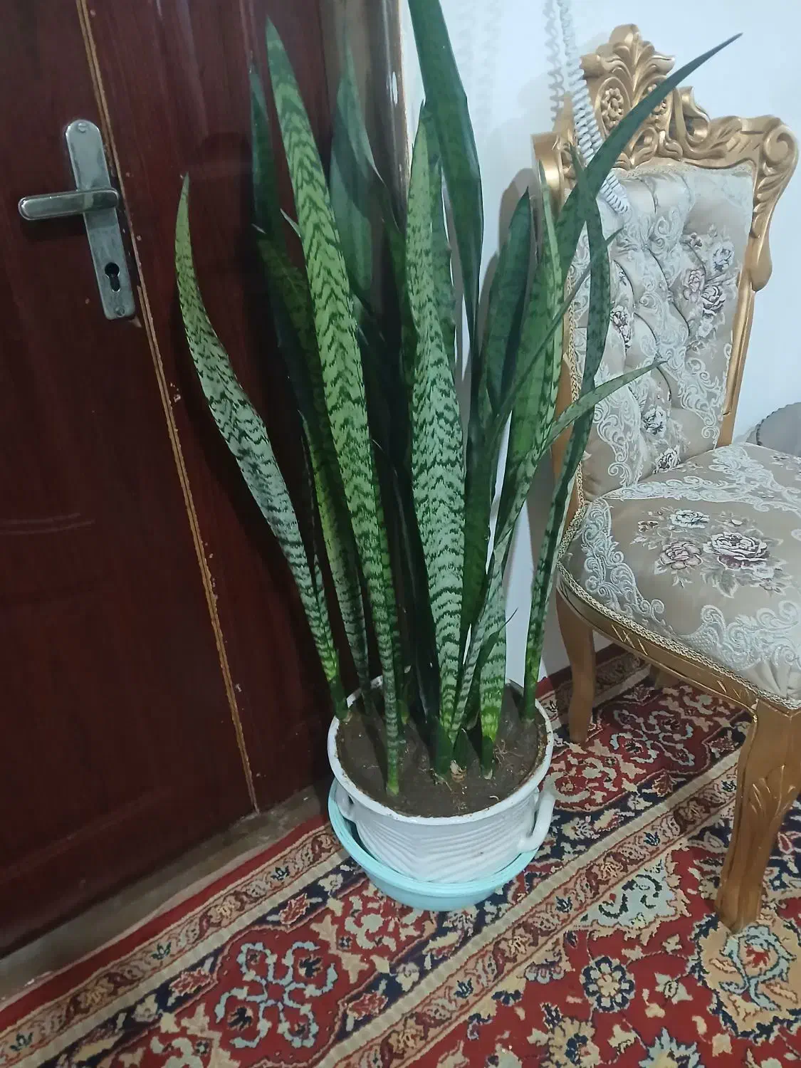 گل اپارتمانی|گل و گیاه طبیعی|خلخال, |دیوار