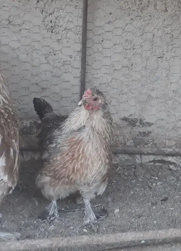 مرغ بومی،نیمچه خروس و مرغ بومی،گلین|حیوانات مزرعه|خمینی‌شهر, |دیوار