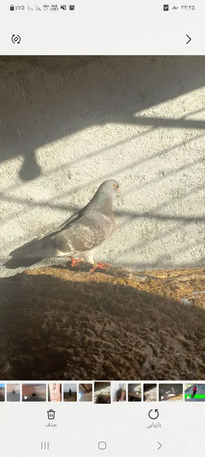 کبوتر پرشی|پرنده|آق قلا, |دیوار