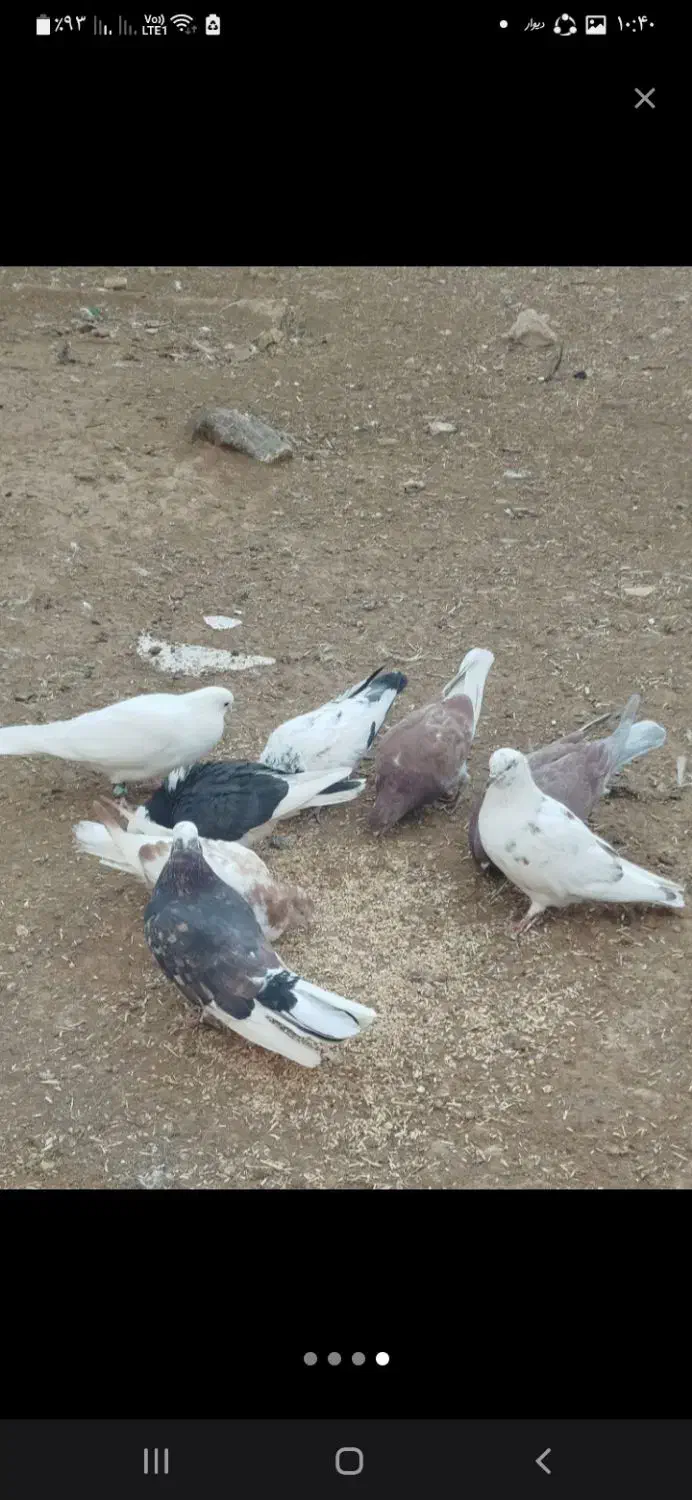 معاوضه کبوتر دونسته بامرغ|پرنده|بروجن, |دیوار